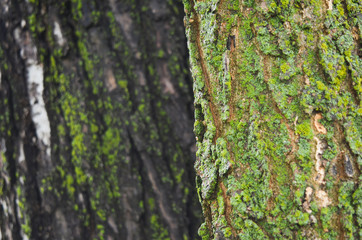 Mossy Green Lichens on Tree Bark Texture