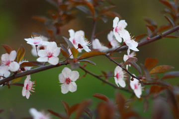 Branch of a blossoming cherry in the spring.
