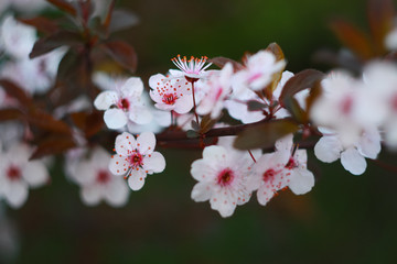 Branch of a blossoming cherry in the spring.
