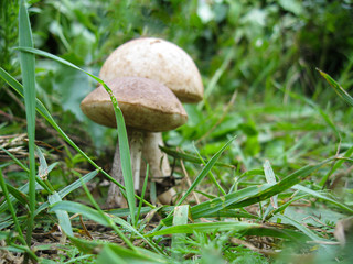 Forest glade on which grass and mushrooms grow. Focus is on the grass. Picture with soft focus on the mushrooms.