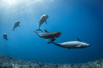 dolphins underwater © Tropicalens