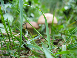 Two large blur brown white mushrooms in green grass in forest in sunny spring or summer day, edible mushroom birch boletus. Found mushrooms in grass during mushrooming