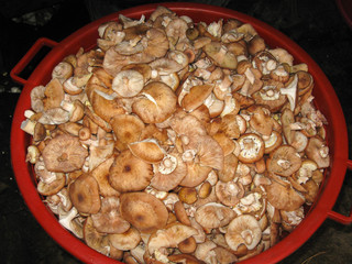 Cut edible yellow boletus, Suillus luteus mushrooms in large red bowl in kitchen village in summer or spring. Tasty mushrooms