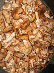 Cut edible yellow boletus, Suillus luteus mushrooms in cast-iron large cooking pot in kitchen village stove. Tasty mushrooms