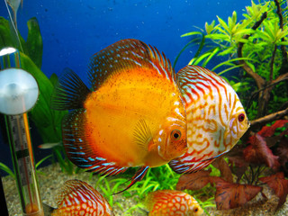 Four colorful Symphysodon discus aquarium fishes swimming in aquarium on blue background and green and red algaes. Beautiful wallpaper or postcard idea background