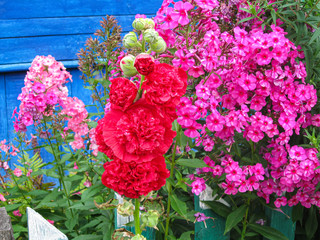 Blooming colorful flower bed on background of blue wooden palisade. Bright colors of garden background or postcard