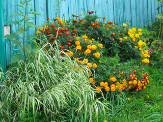 Fototapeta na wymiar Orange marigolds aka tagetes erecta flowers on flowerbed on background of blue wooden palisade. Flowers, green leaves, flowerbed for background idea concept