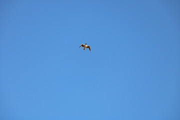 Naklejka na ściany i meble seagull in the blue sky