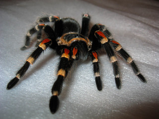 Close-up Mexican Brachypelma auratum tarantula sprider on white surface. Beautiful black, orange and red bird-eating sprider