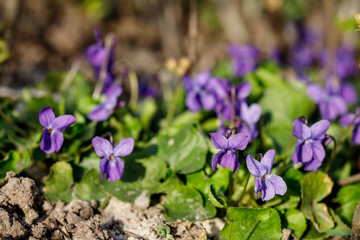 Blue violets in the forest Viola odorata, Wood violets flowers, sweet violet.