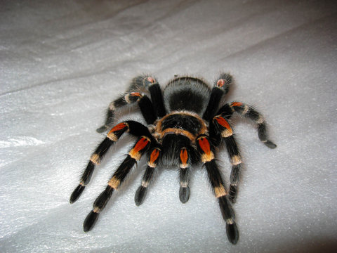 Close-up Mexican Brachypelma auratum tarantula sprider on white surface. Beautiful black, orange and red bird-eating sprider