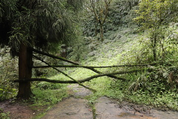wooden pathway near a river in a mountain forest in Sichuan, China