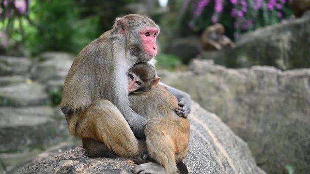 Rhesus macaque mother monkey feeding and protects her cute baby child in tropical nature forest park of Hainan, China. Wildlife scene with danger animal. Macaca mulatta Slow motion video