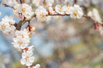 Apricot tree blossom
