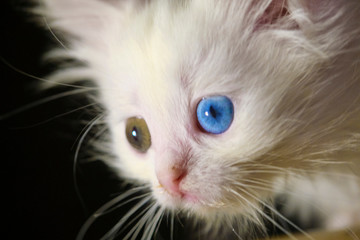 kitten with heterochromia white color