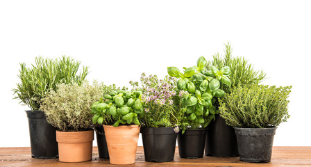 Fresh green potted herbs Basil rosemary thyme savory white background