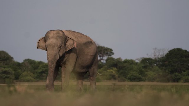 Wild Elephant on the East Coast of Sri Lanka
