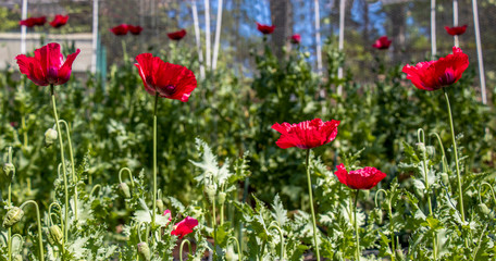 Bright red poppies in bloom and bud on a hillside garden with green plants and blue sky in background.