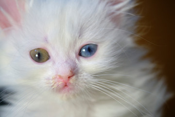 kitten with heterochromia white color