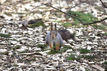 Squirrel in the Park in the spring in  Kuskovo park.