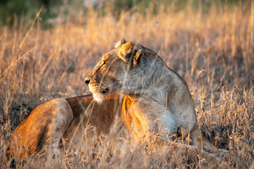 Majestic lions bask in the golden light of the setting sun.