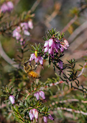 Bee in spring flower