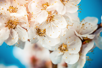 apricot branch blossoming in white flowers against the sky