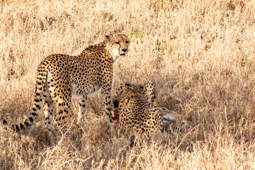 Mother cheetah teaches young cubs to hunt and kill young gazelle