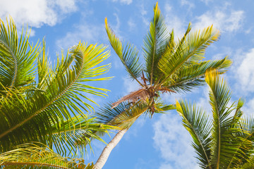 Fototapeta na wymiar Palm trees under blue sky, tropical background