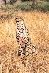 Mother cheetah teaches young cubs to hunt and kill young gazelle