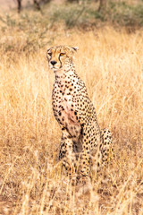 Mother cheetah teaches young cubs to hunt and kill young gazelle