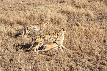 Cheetah drags young gazelle to safe spot to feed her young cubs.