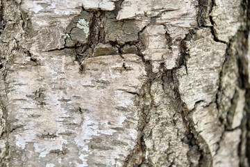 texture of birch bark macro