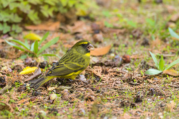 Forest canary looking for food on the ground at the forest edge
