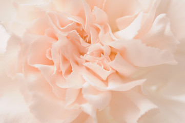 closeup of cream carnation