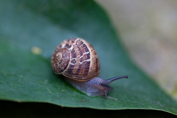 snail on a leaf