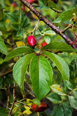 Autumn rose hip tree background. Green textured rose hip leaves closeup.