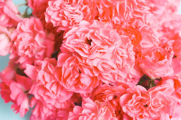 Pink, coral flower . Soft focus.floral background