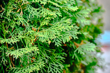 texture of the tuya wood
