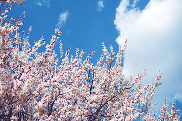 Spring flowering trees with white flowers in the garden against the blue sky, copy space. Spring background, toned	
