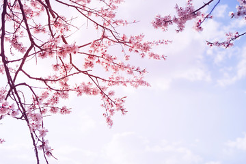 Spring flowering trees with white flowers in the garden against the blue sky, copy space. Spring background, toned	
