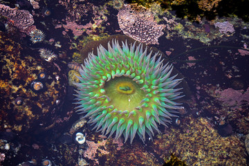 Anemone in Pacific ocean