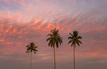 Fototapeta na wymiar Three tall palms on pink sunset or sunrise overlooking amazing bright sky in the evening at nice beach in Aceh, Sumatra