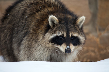 Raccoon in the snow