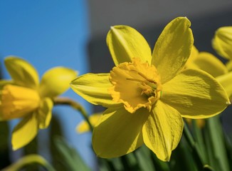 Spring, a blooming yellow daffodil on which an insect sits