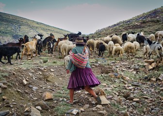 Woman in traditional Bolivian clothing shepherding her goats and sheep in the Bolivian altiplano.
