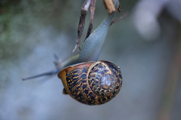 snail on a leaf