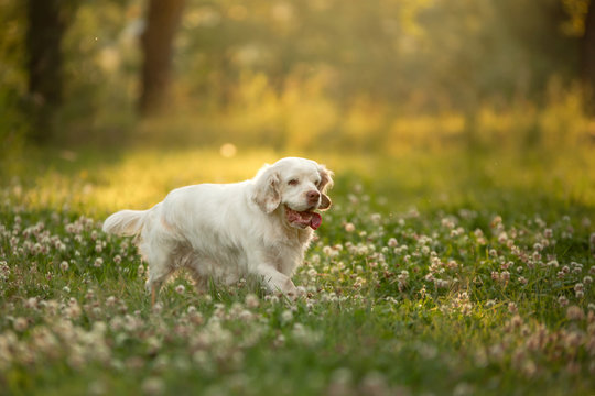 dog in the park at sunset. Clumber spaniel in nature in the grass in summer