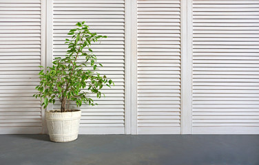 white wall with plant