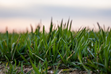 Young green wheat seedlings growing on a field. Agricultural field on which grow immature young cereals, wheat. Wheat growing in soil. Close up on sprouting rye on a field in sunset. Sprouts of rye.
